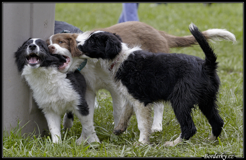 Dog_fight_009.jpg