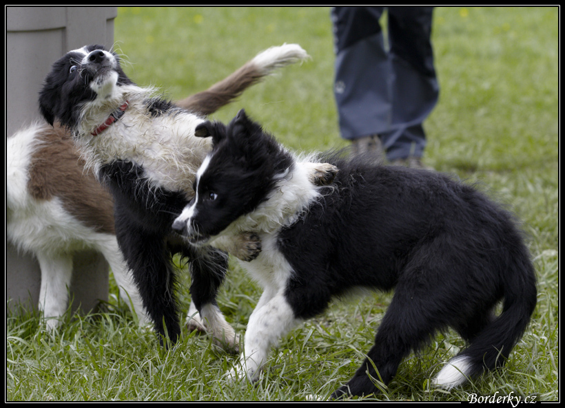 Dog_fight_011.jpg