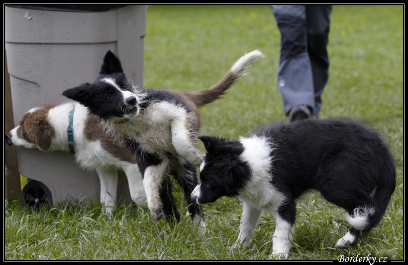 Dog_fight_012.jpg