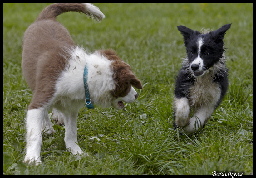 Dog_fight_015.jpg