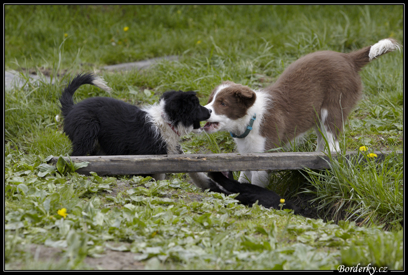 Dog_fight_017.jpg