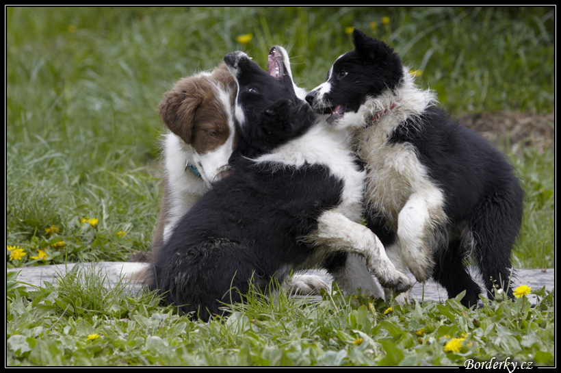 Dog_fight_018.jpg