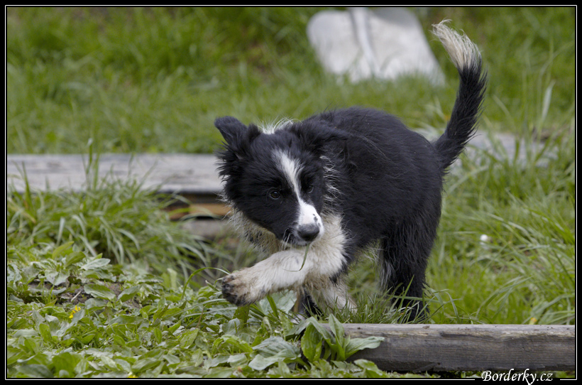 Dog_fight_022.jpg