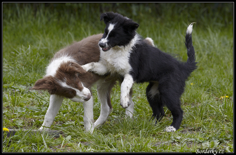 Dog_fight_023.jpg