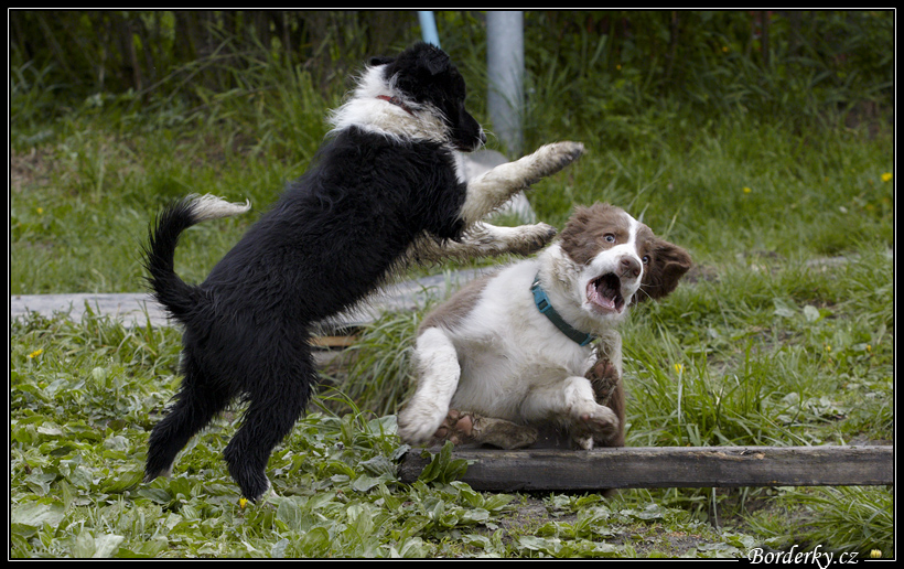 Dog_fight_025.jpg