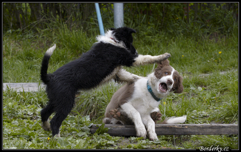 Dog_fight_026.jpg