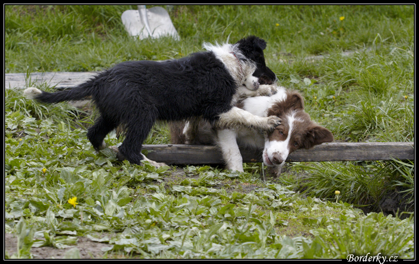 Dog_fight_027.jpg