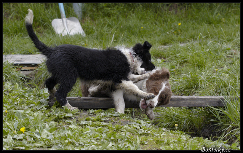 Dog_fight_028.jpg