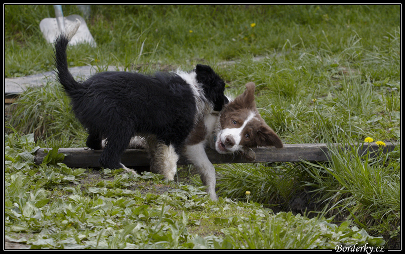 Dog_fight_029.jpg