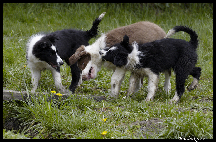 Dog_fight_033.jpg