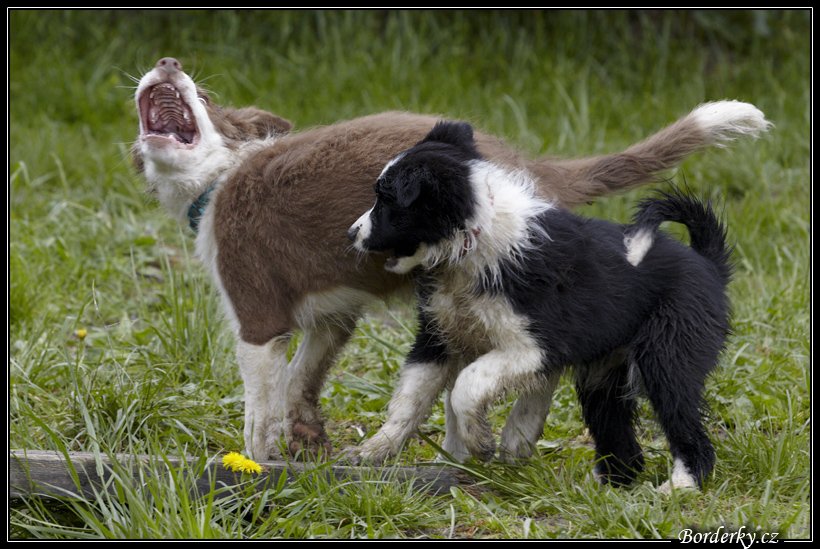 Dog_fight_034.jpg