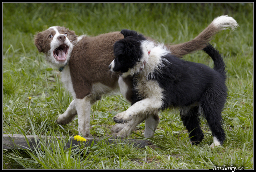 Dog_fight_035.jpg