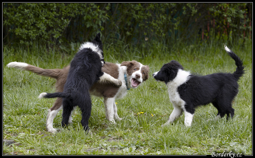 Dog_fight_037.jpg