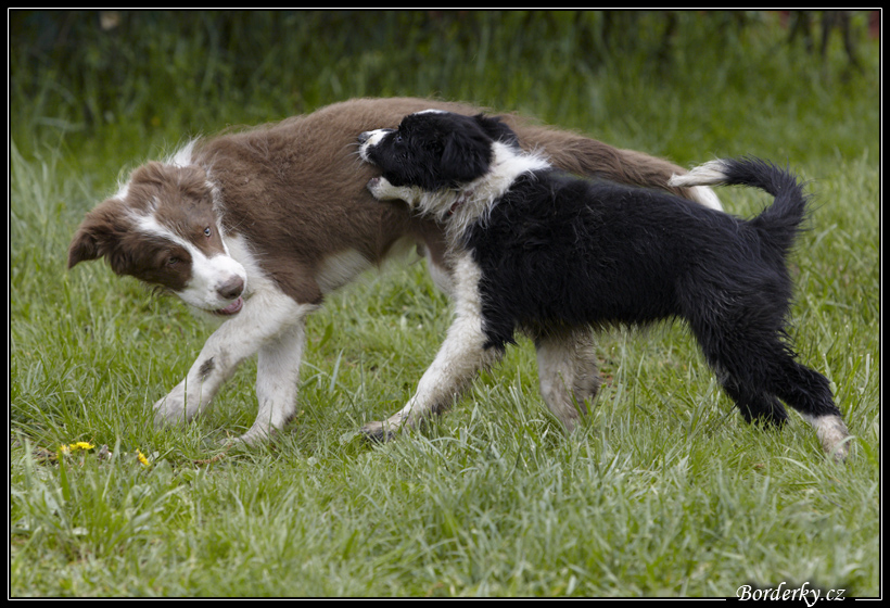 Dog_fight_038.jpg