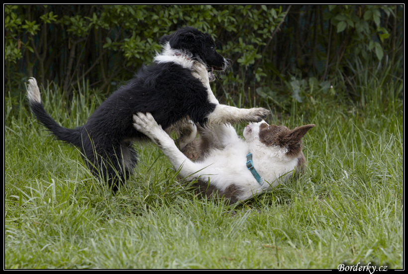 Dog_fight_039.jpg