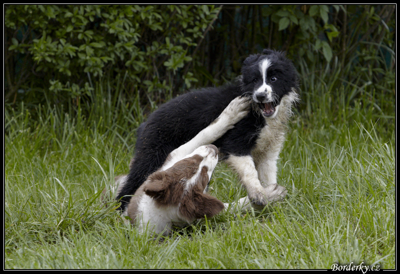 Dog_fight_040.jpg