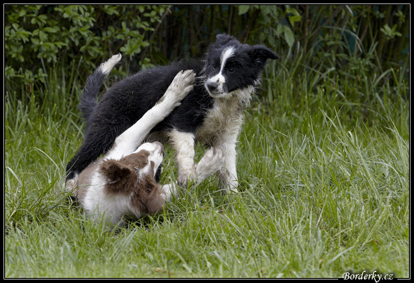 Dog_fight_041.jpg