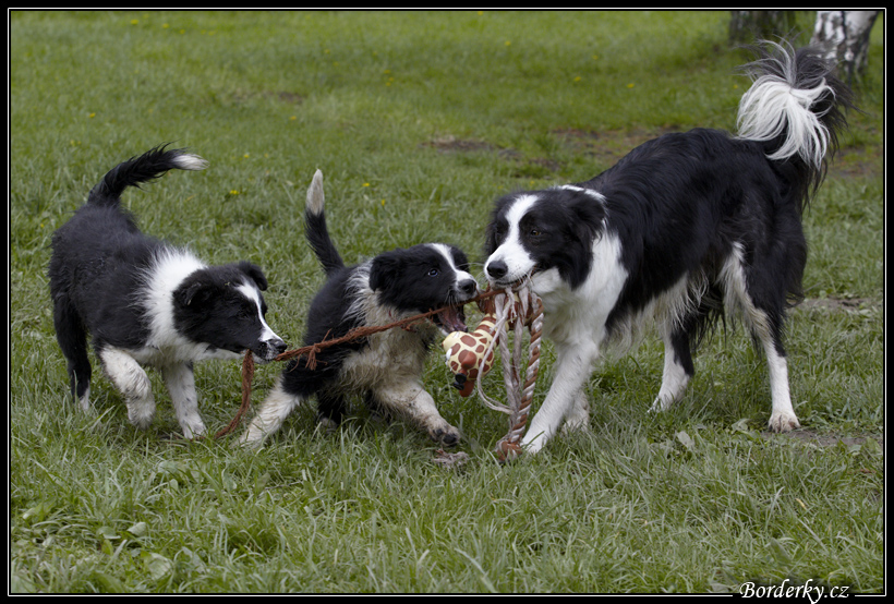 Dog_fight_044.jpg