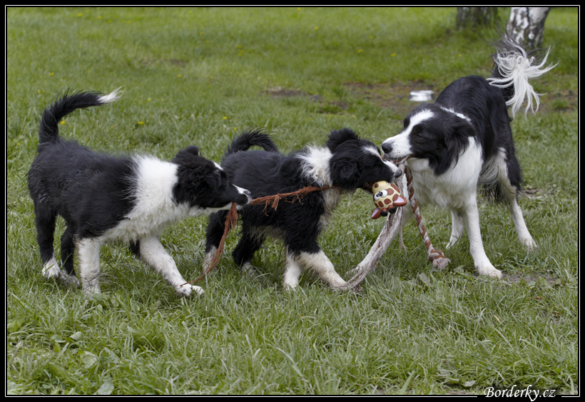 Dog_fight_046.jpg