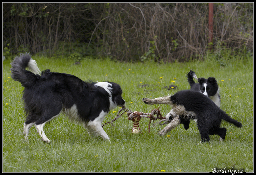 Dog_fight_047.jpg