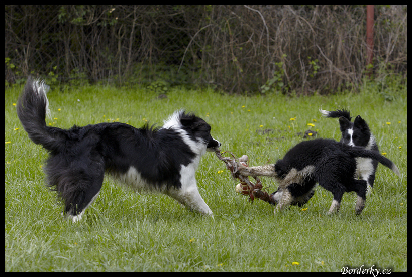 Dog_fight_048.jpg