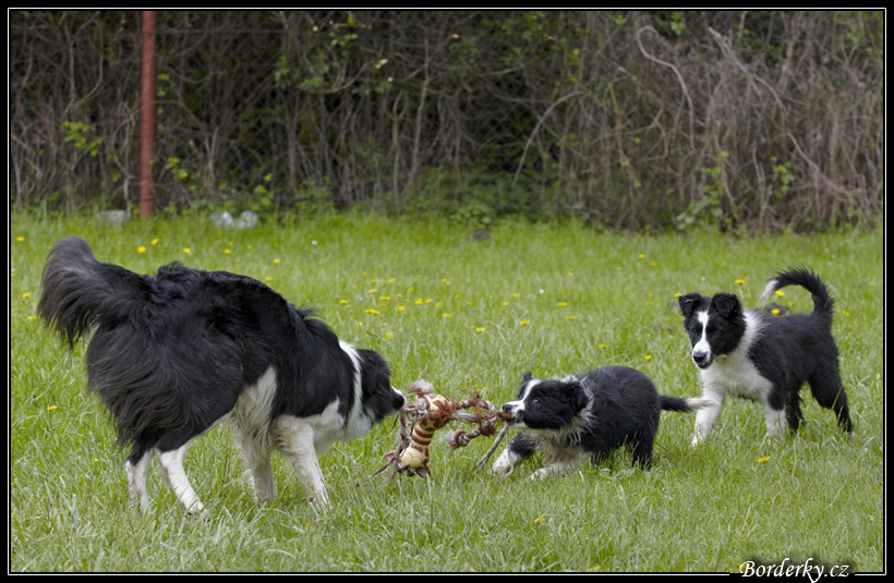 Dog_fight_049.jpg