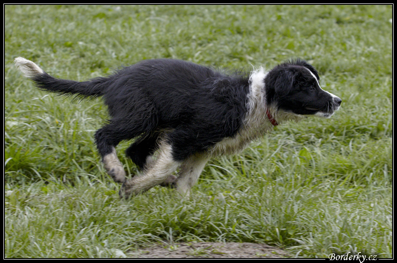 Dog_fight_055.jpg