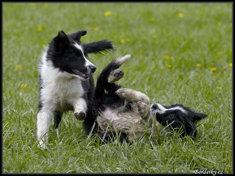 Dog_fight_057.jpg