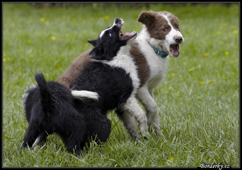 Dog_fight_059.jpg