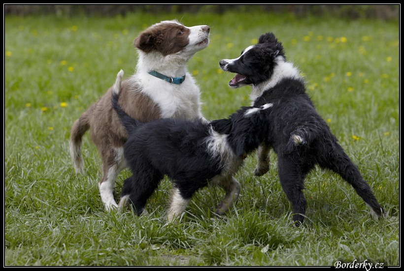 Dog_fight_061.jpg