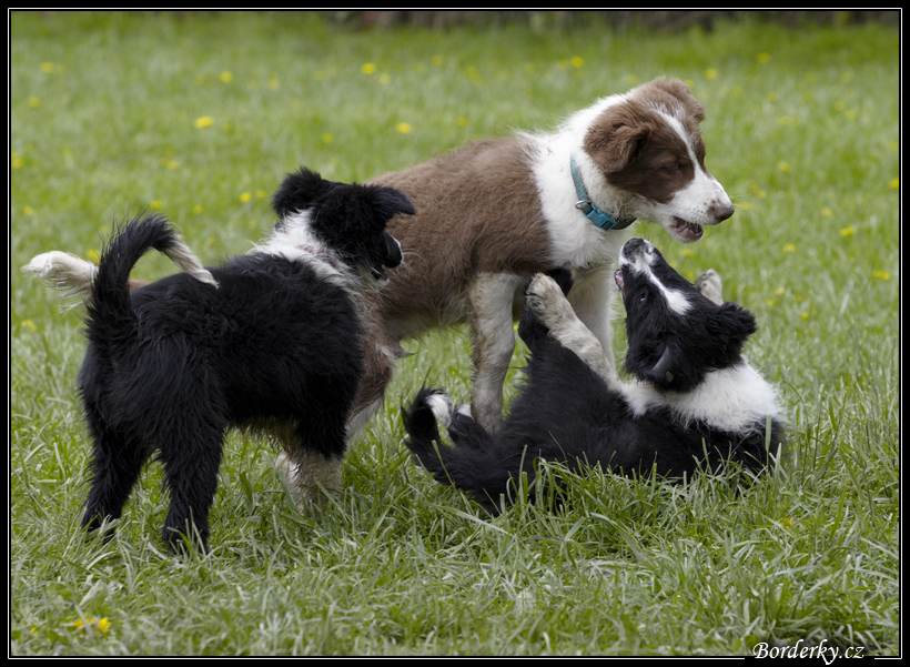 Dog_fight_063.jpg