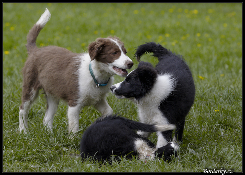 Dog_fight_065.jpg