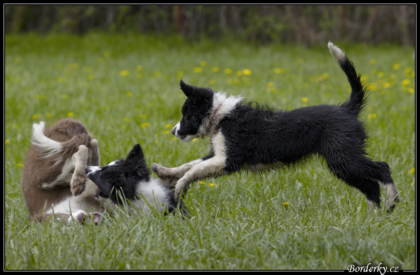 Dog_fight_068.jpg