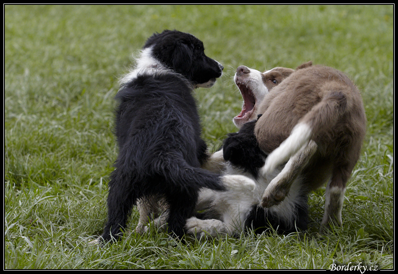 Dog_fight_072.jpg