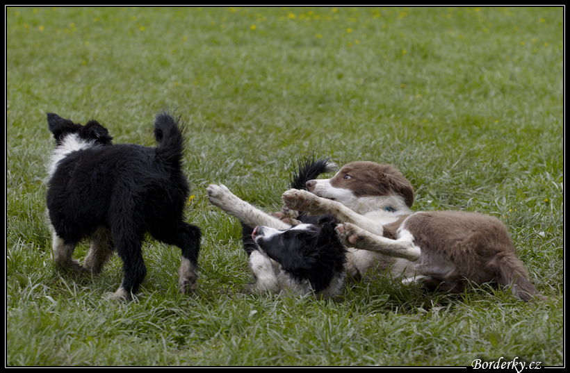 Dog_fight_073.jpg