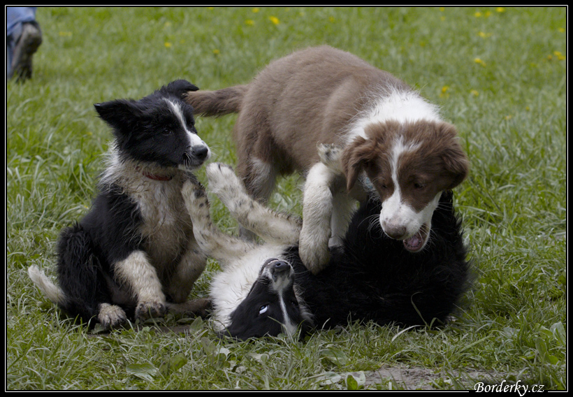 Dog_fight_077.jpg