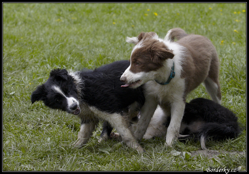 Dog_fight_078.jpg