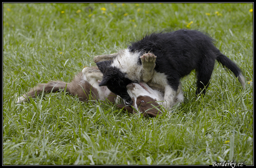 Dog_fight_084.jpg