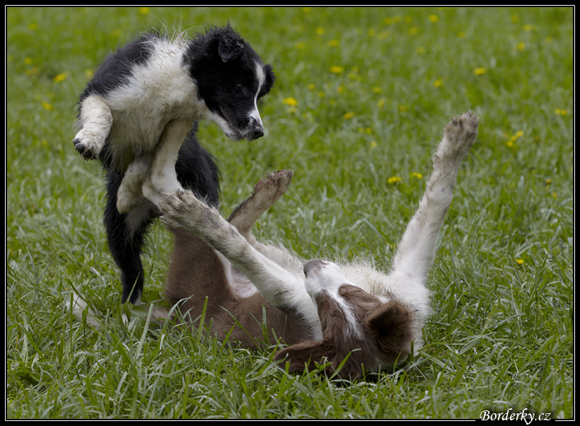 Dog_fight_089.jpg