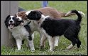 Dog_fight_008