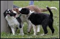 Dog_fight_009