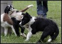 Dog_fight_011