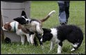 Dog_fight_012