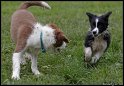 Dog_fight_015