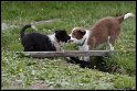 Dog_fight_017