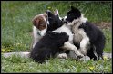 Dog_fight_018