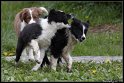 Dog_fight_019