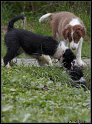 Dog_fight_020