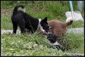 Dog_fight_021