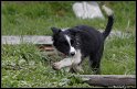 Dog_fight_022